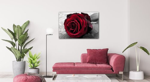 Kép Red rose black and white background - 90 x 60 cm