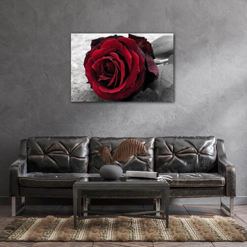 Kép Red rose black and white background - 90 x 60 cm