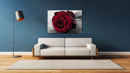Kép Red rose black and white background - 90 x 60 cm
