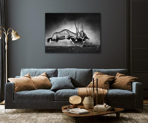 Kép Antilopes black and white - 70 x 50 cm
