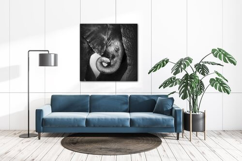 Kép Elephant black and white - 60 x 60 cm