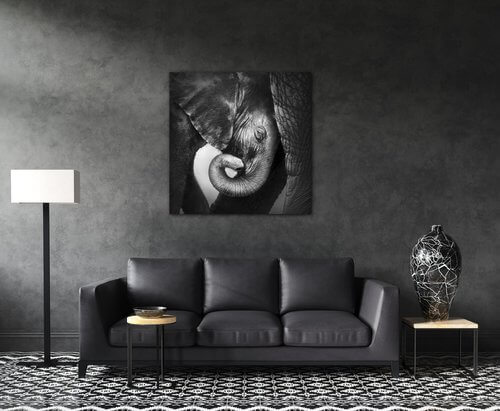 Kép Elephant black and white - 60 x 60 cm