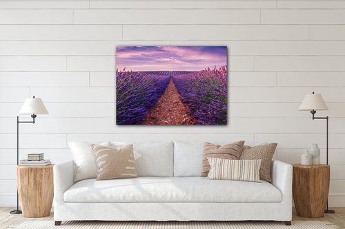 Kép Lavender field - 70 x 50 cm