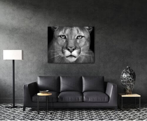 Kép Beast - 90 x 70 cm
