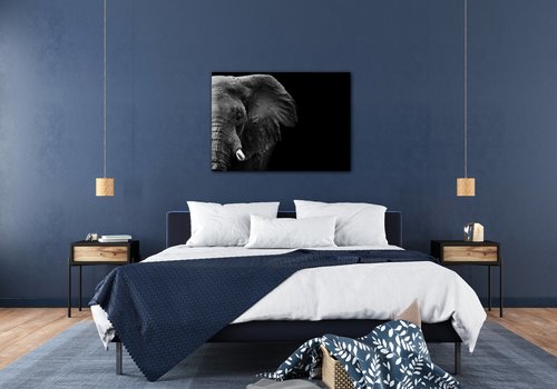 Kép Elephant black background - 70 x 50 cm