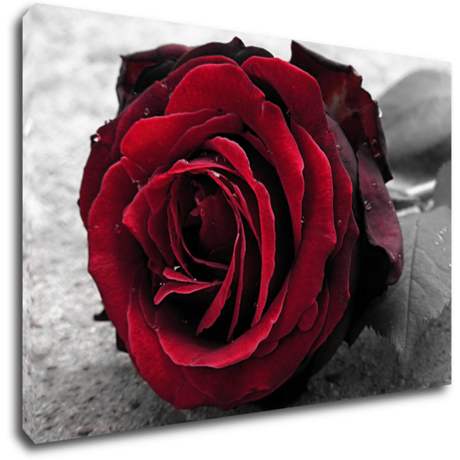 Kép Red rose black and white background - 90 x 60 cm