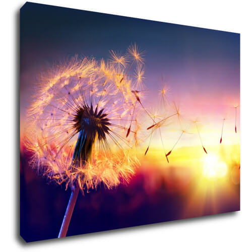 Kép Dandelion and sunset - 70 x 50 cm