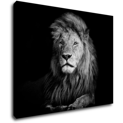 Kép Lion black and white - 90 x 70 cm