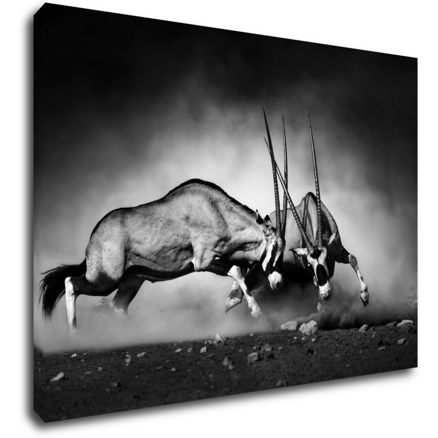 Kép Antilopes black and white - 70 x 50 cm