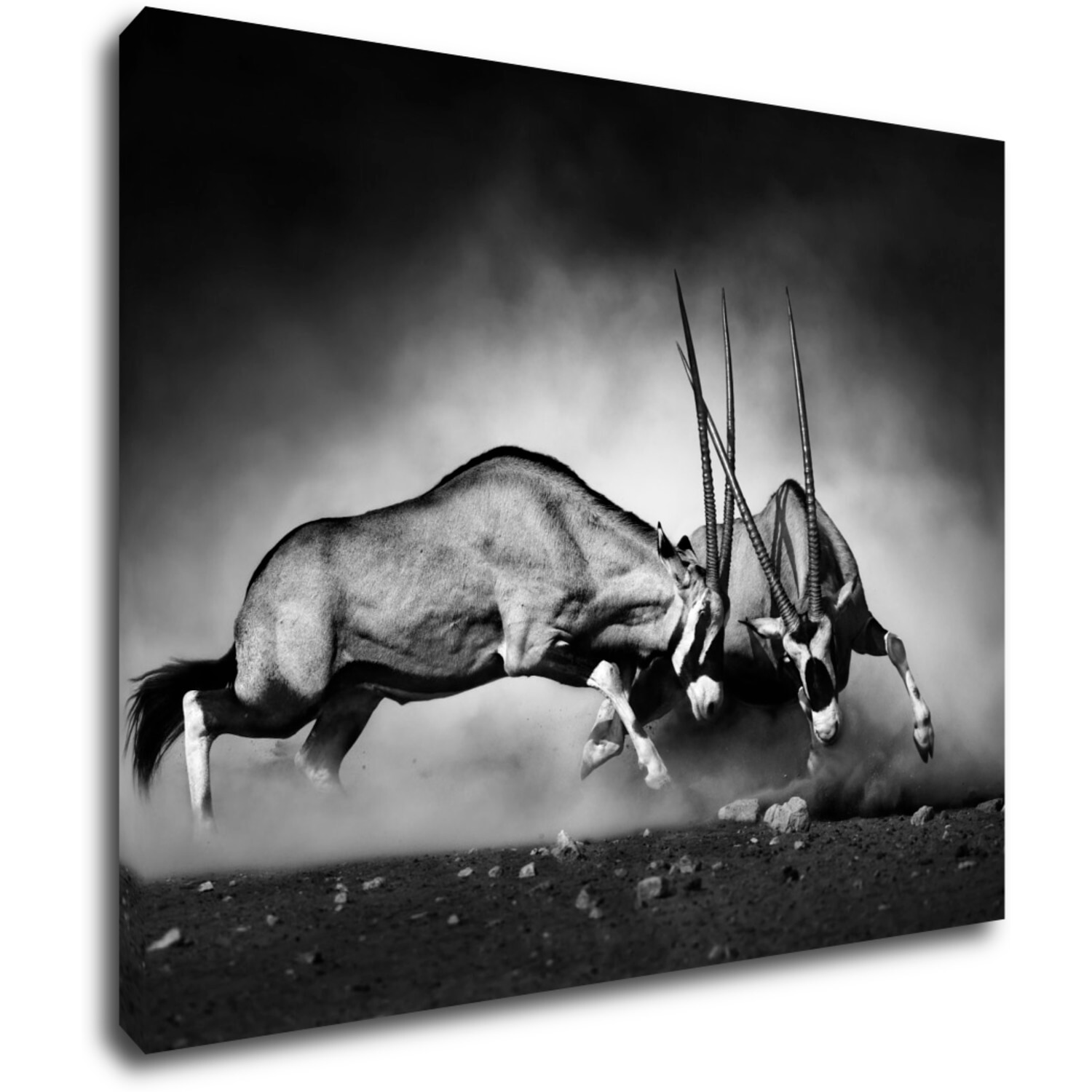 Kép Antilopes black and white - 90 x 70 cm