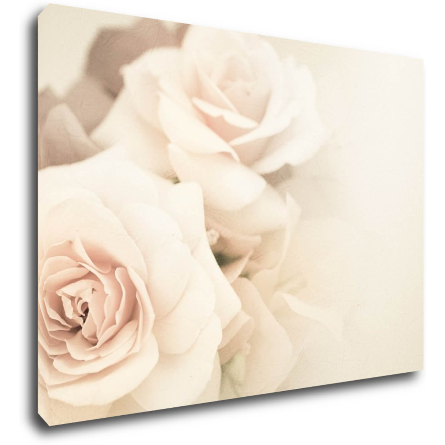 Kép White roses - 70 x 50 cm