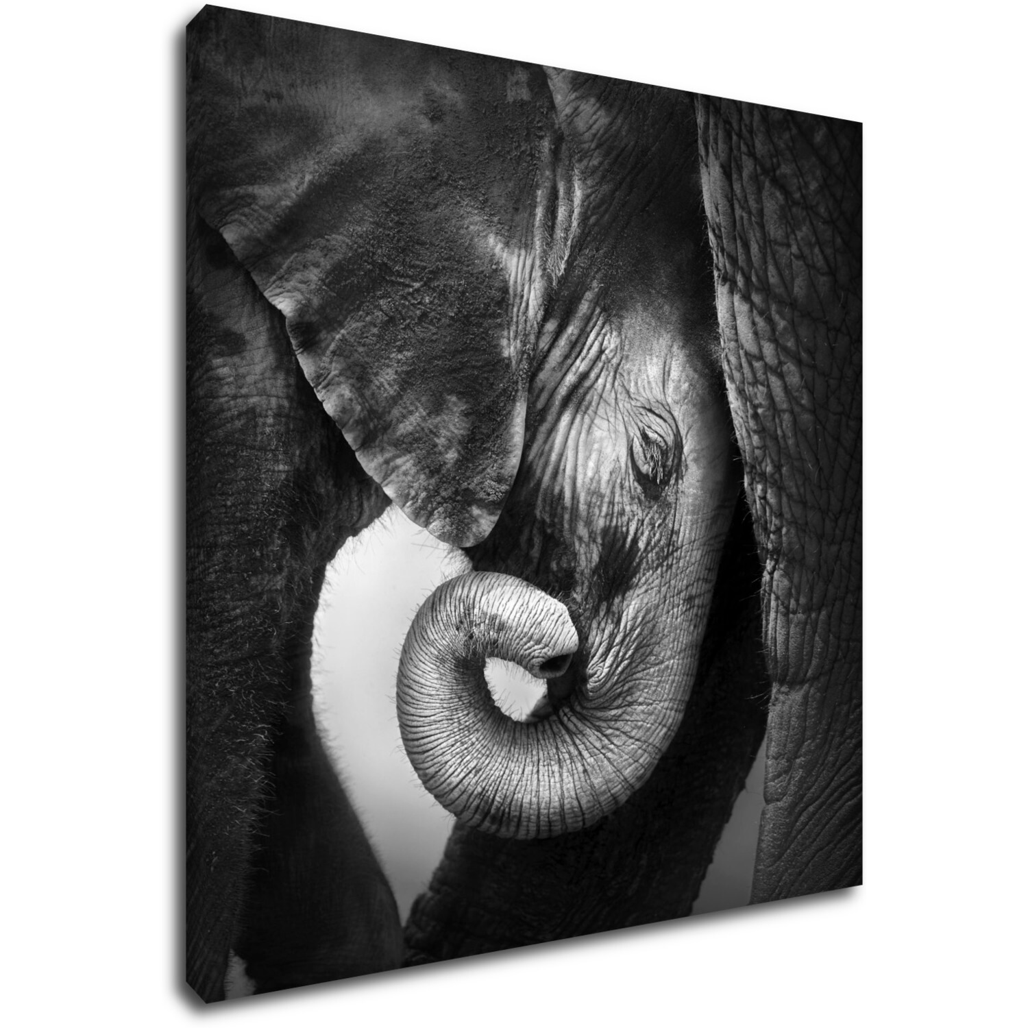 Kép Elephant black and white - 60 x 60 cm