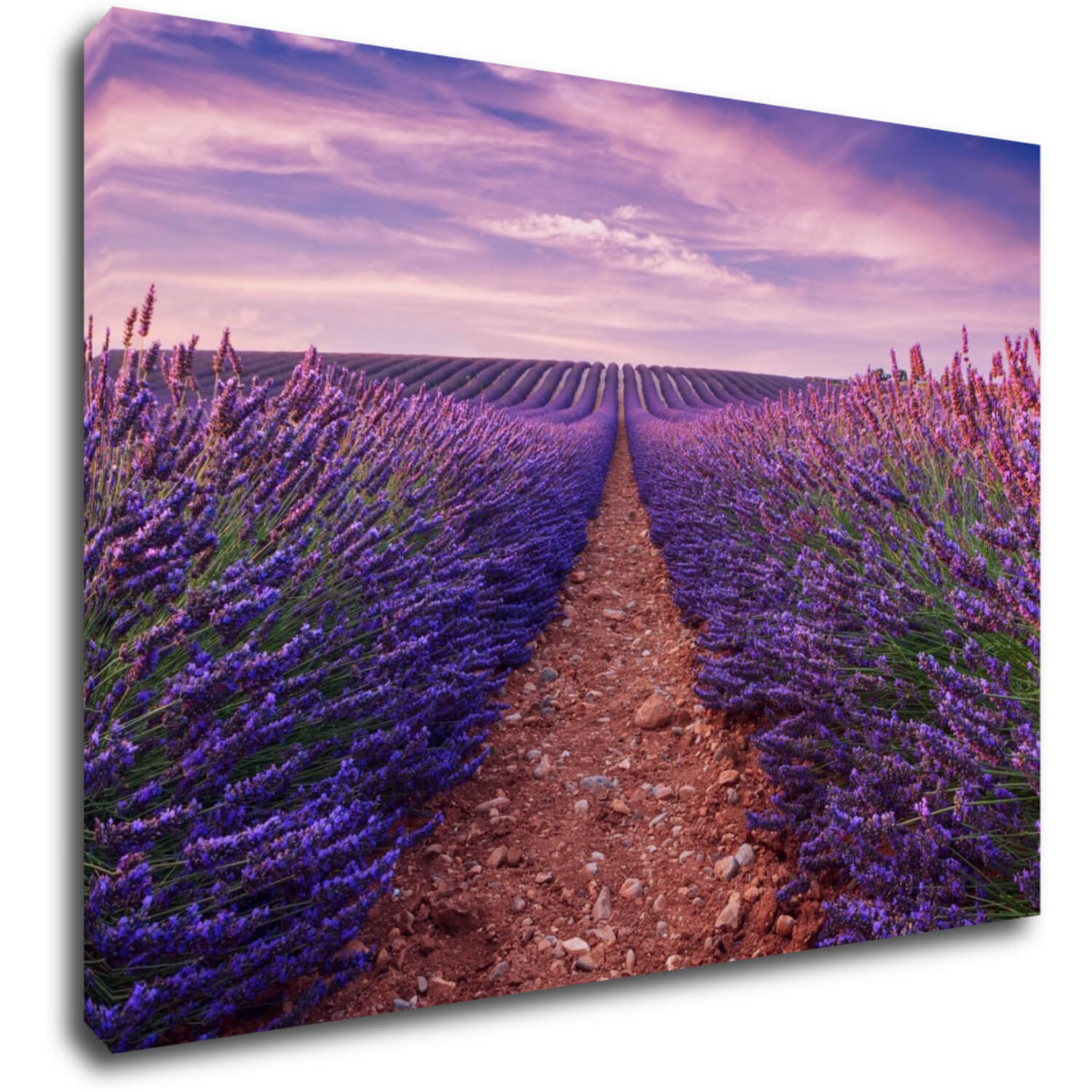 Kép Lavender field - 70 x 50 cm