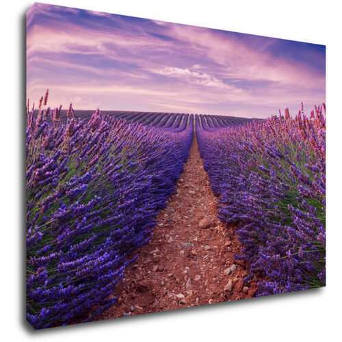 Kép Lavender field - 70 x 50 cm