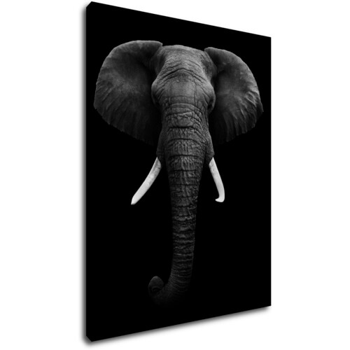 Kép Elephant dark - 70 x 90 cm