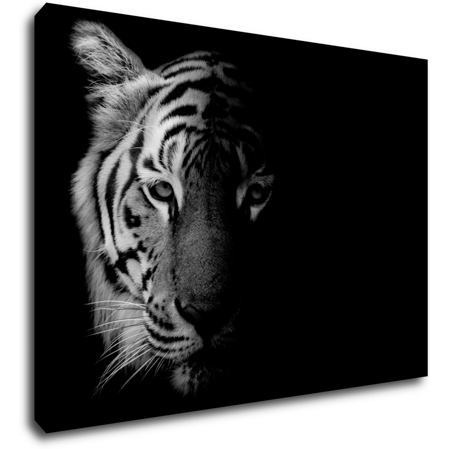 Kép Tiger black and white - 70 x 50 cm