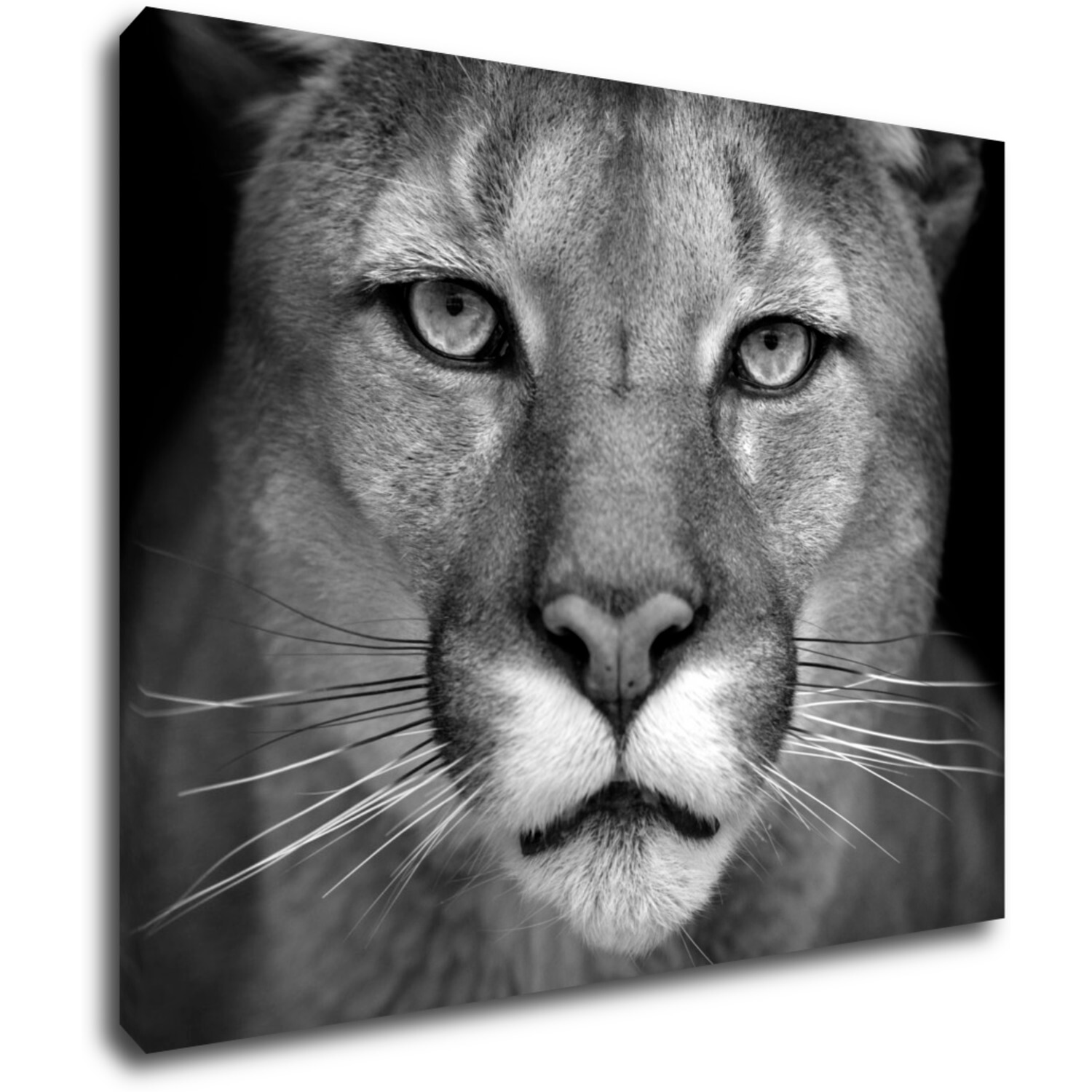 Kép Beast - 90 x 70 cm