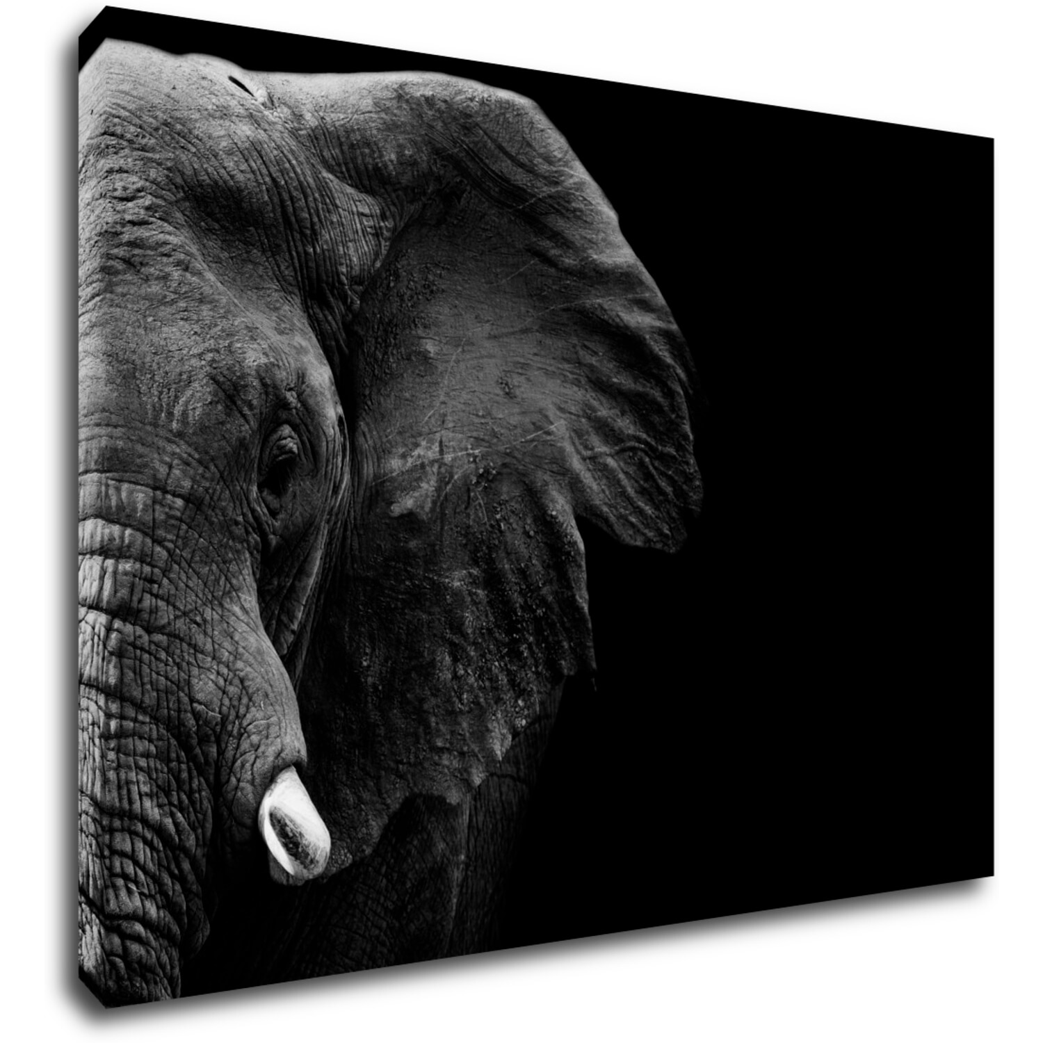 Kép Elephant black background - 70 x 50 cm