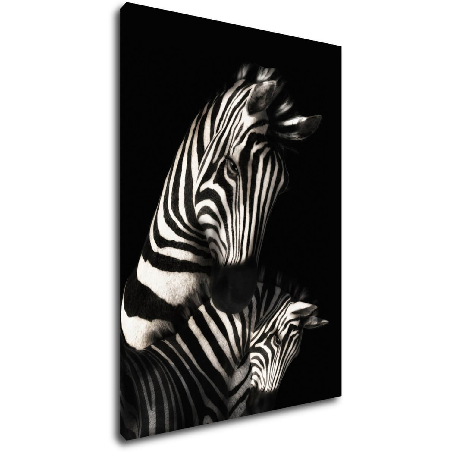 Kép Zebras black and white - 50 x 70 cm