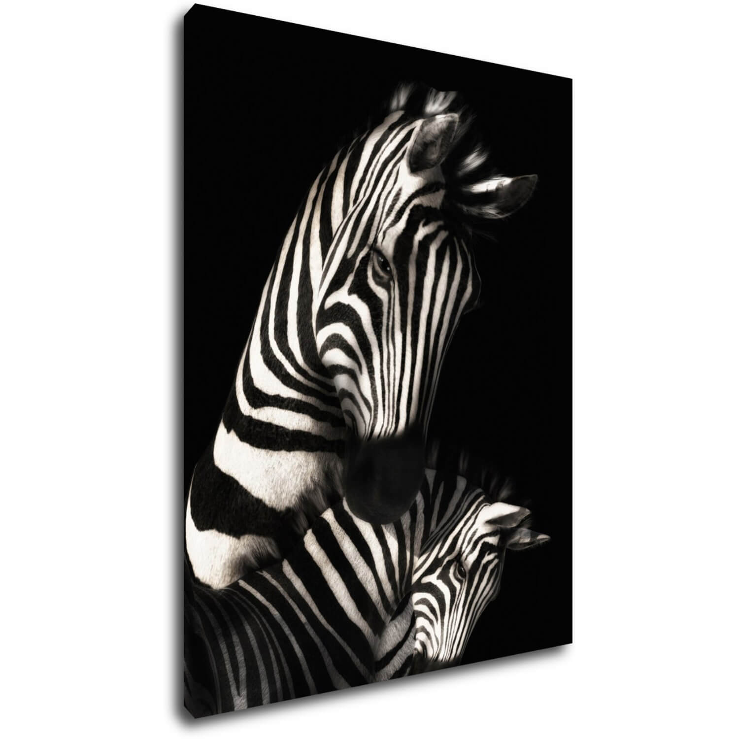 Kép Zebras black and white - 70 x 90 cm