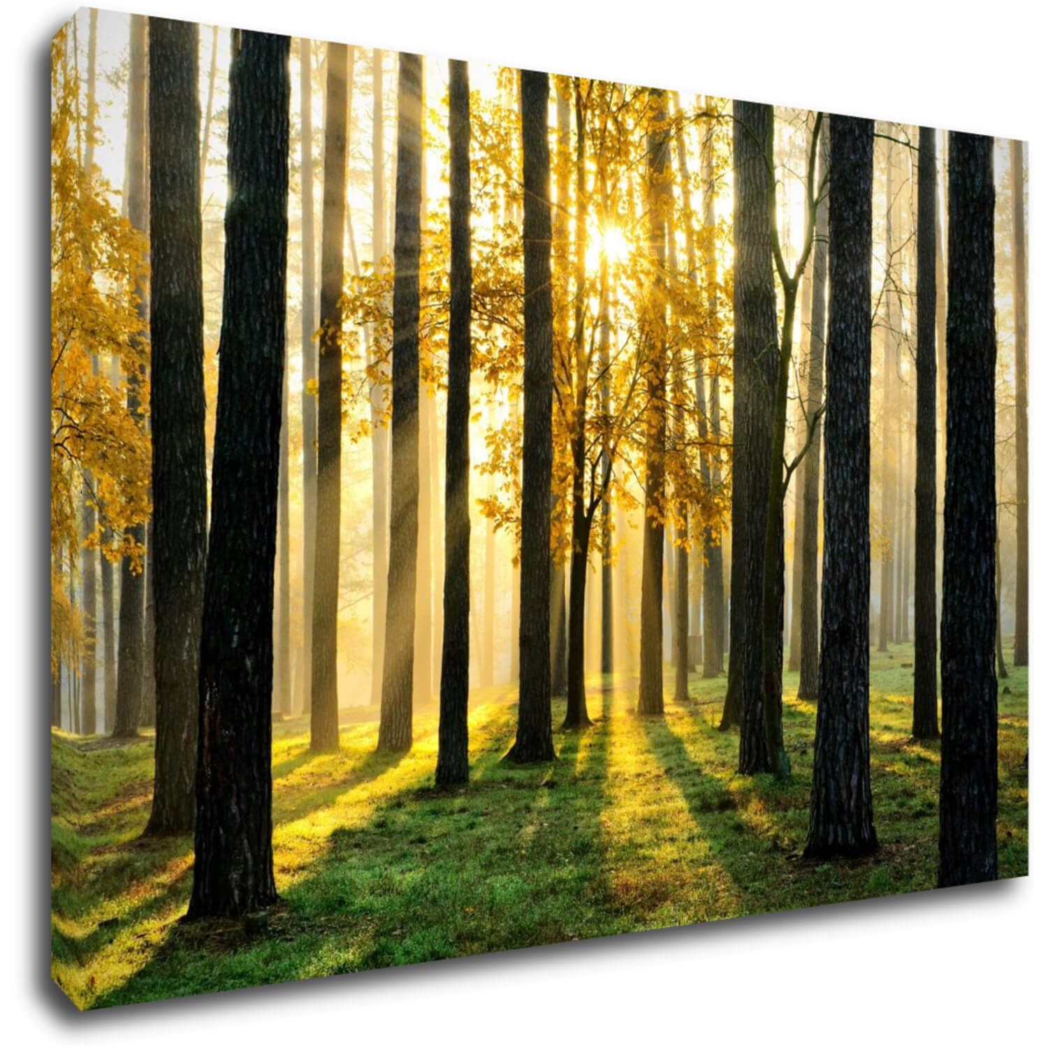Kép Trees and sunshine - 90 x 60 cm